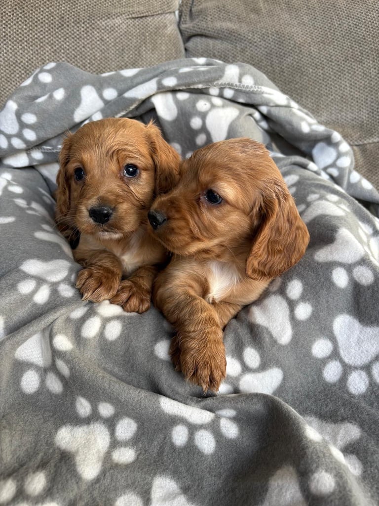 Red Cocker Spaniel Puppies