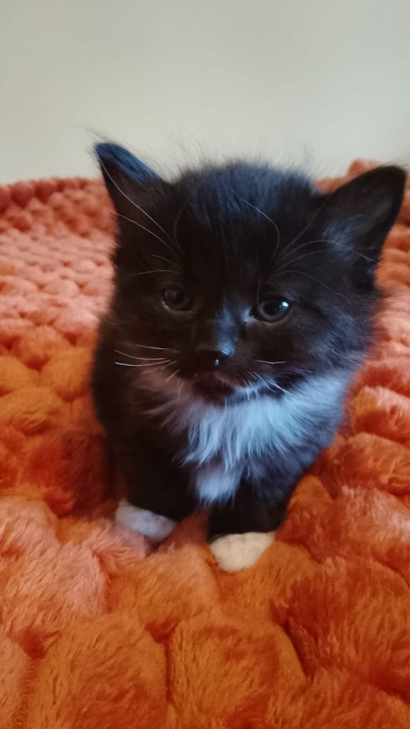 Kittens for sale 