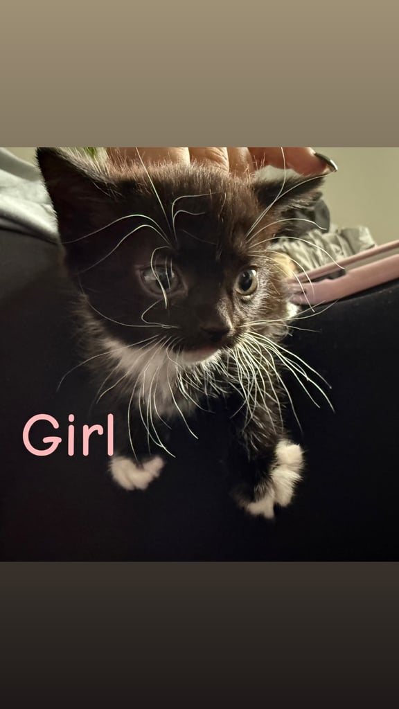 1 black and white kitten looking for her forever home!