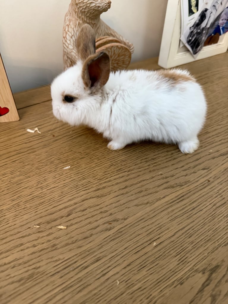 Mini lop rabbits