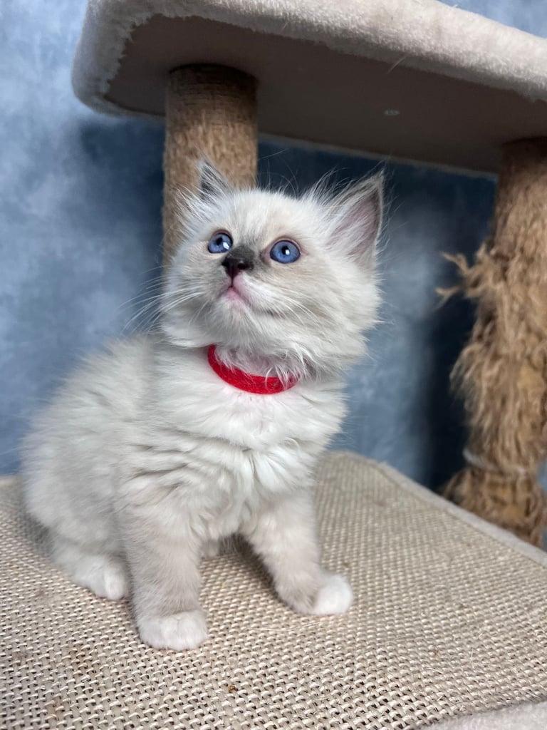 Ready Beautiful Ragdoll Kittens Blue Mitted and Chocolate Mitted
