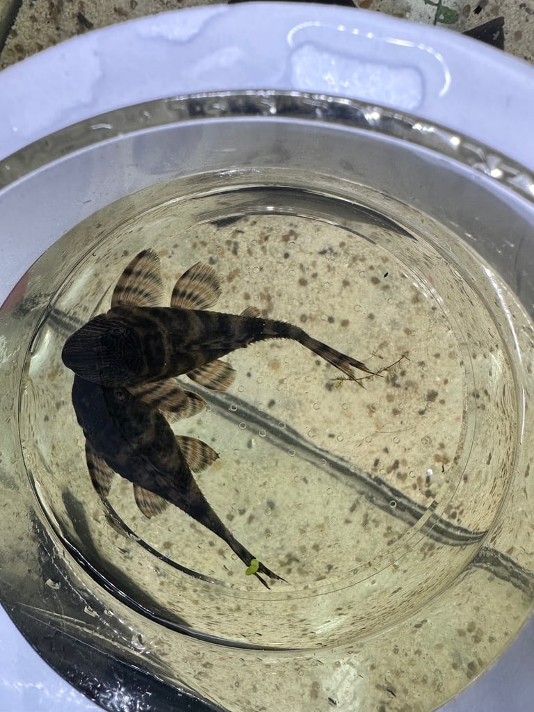 L397 Alenquer Pleco Fish breeding pairs x2 