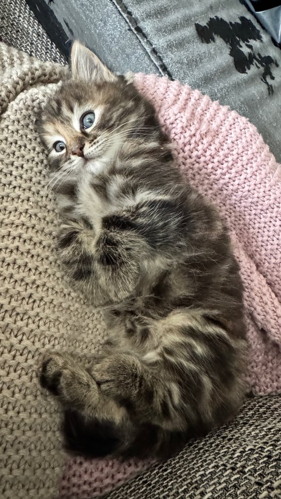 *LAST KITTEN* Girl, Norwegian Forest cross