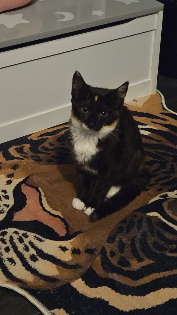 image for Kitten for sale 
