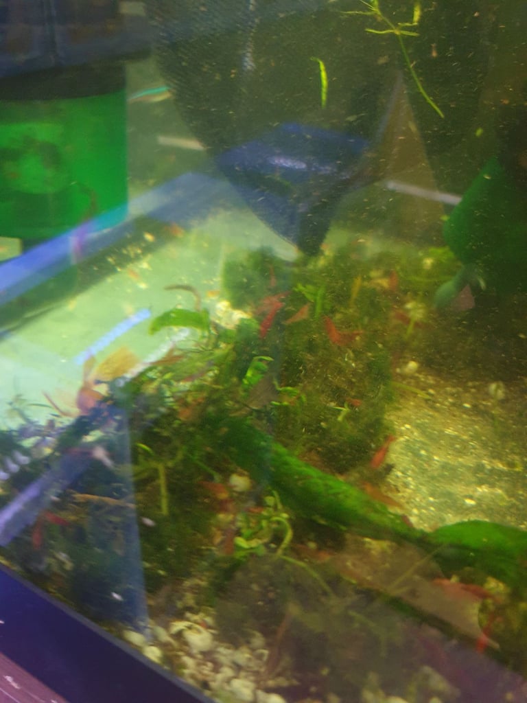 Tropical fish Angelfish,corydoras,super reds long fins plecos,shrimps, and l397 plecos 