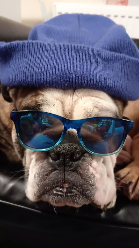 Kc English bulldog 