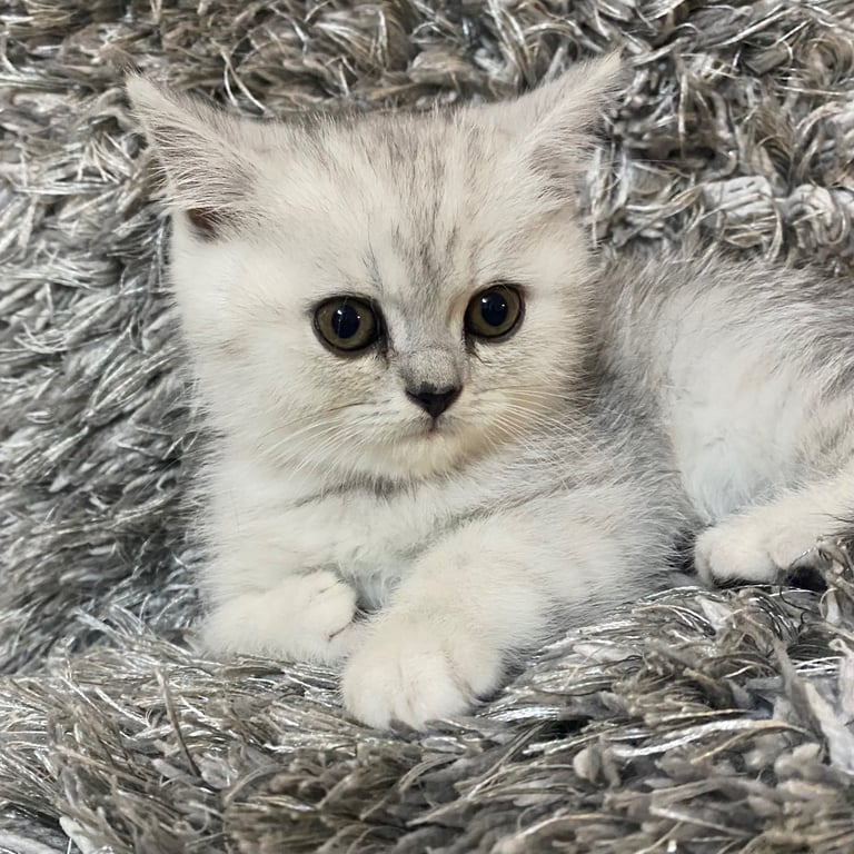Pure breed British shorthair kittens 
