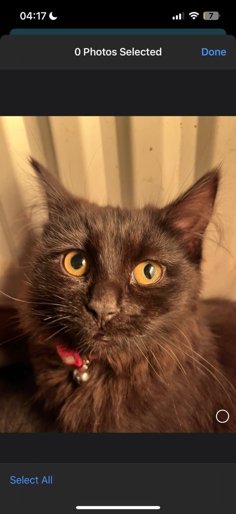 2 x Young Cats for Sale