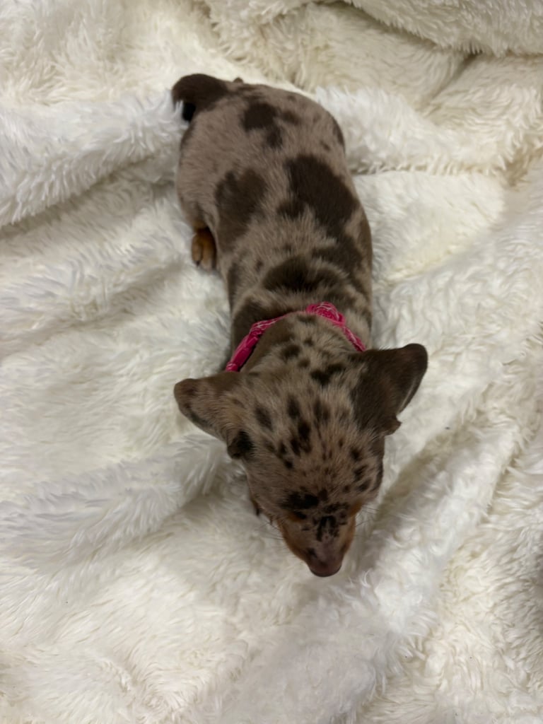 ONLY TWO LEFT ❤️❤️…….Beautiful litter of dachshund puppies 