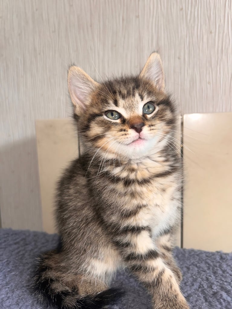 🐾 Adorable Kittens Looking for Their Forever Homes – 2 Girls & 3 Boys🐾