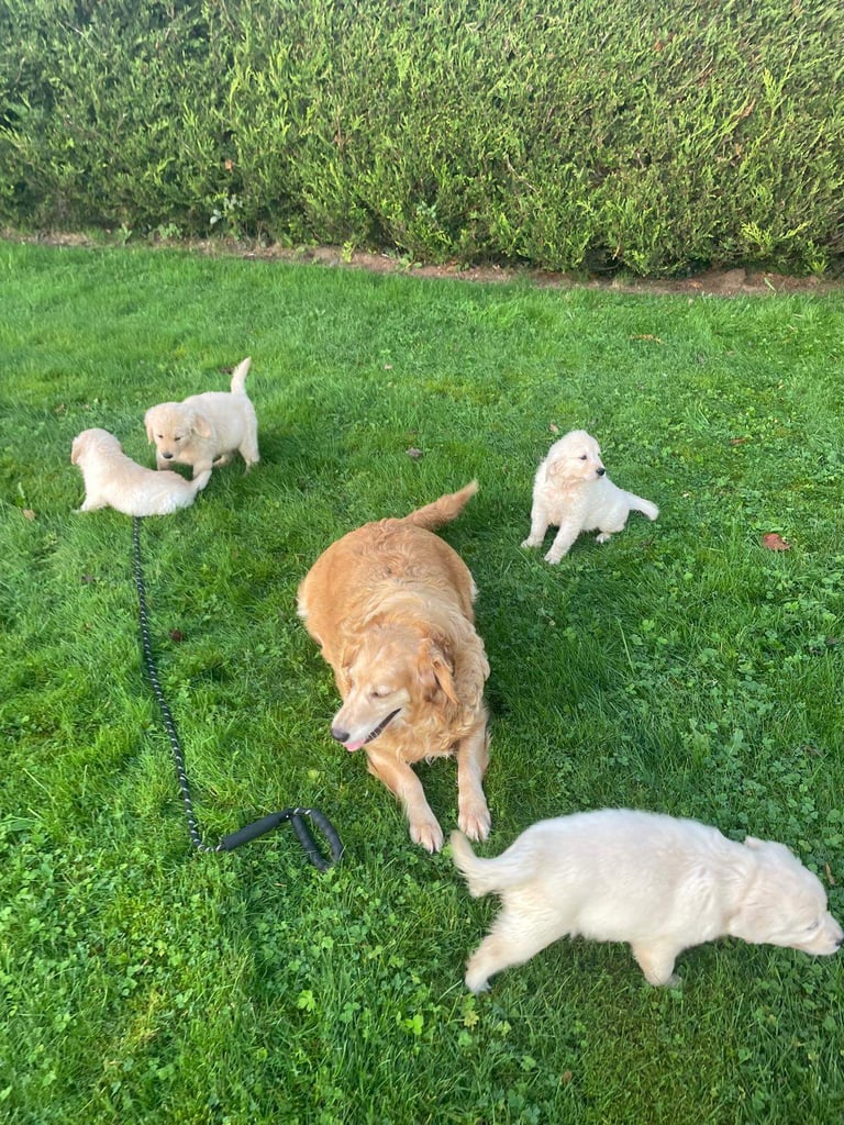 Golden Retriever puppies 