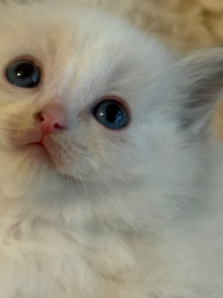 image for Gccf Ragdolls 🥇M&F 💙🩷 7wk 5 wk & 20wk kittens 