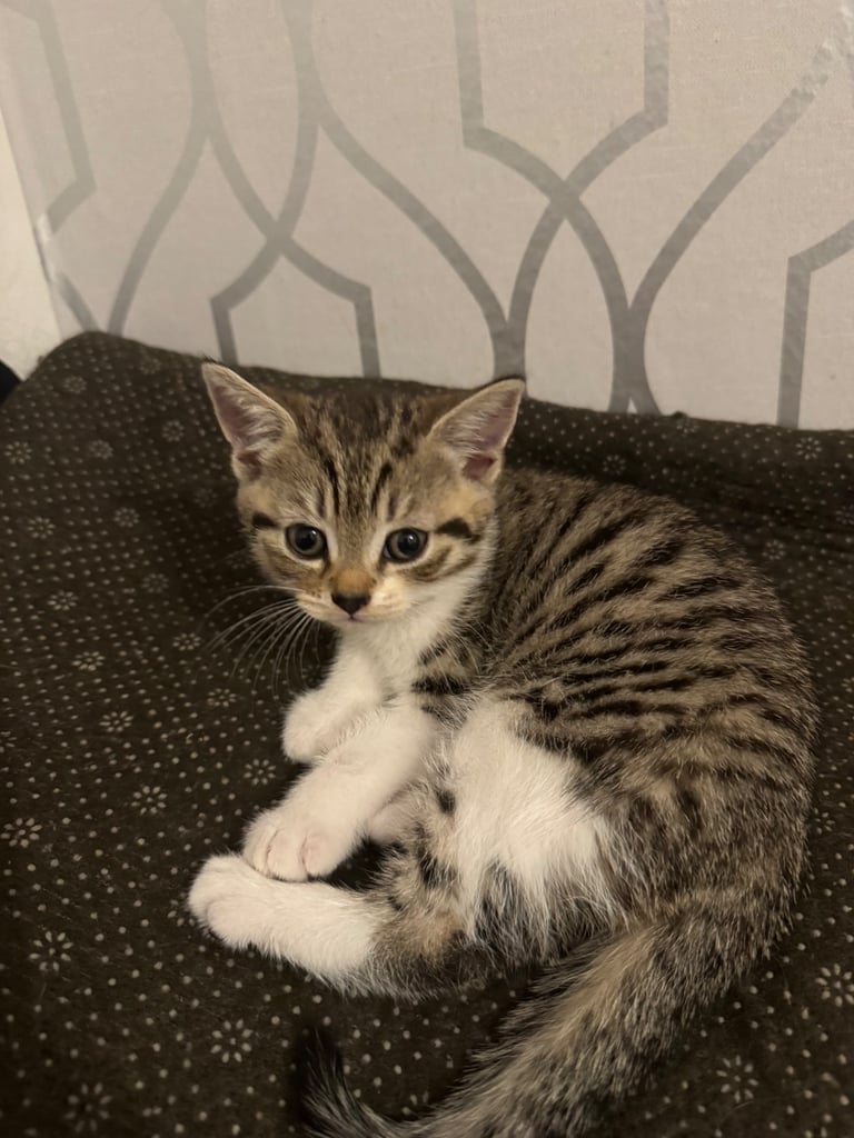 image for Kittens for sale 