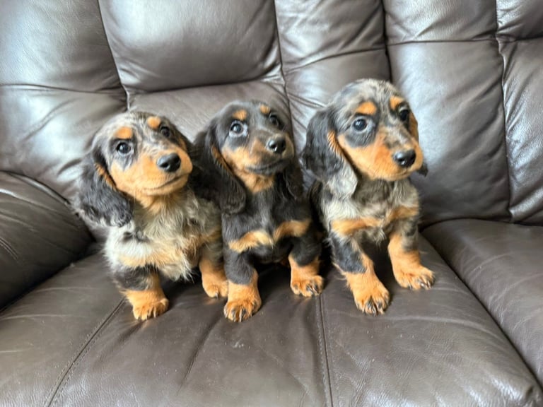 Fluffy miniature dachshund 