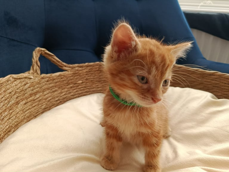 Adorable Kittens - domestic shorthair