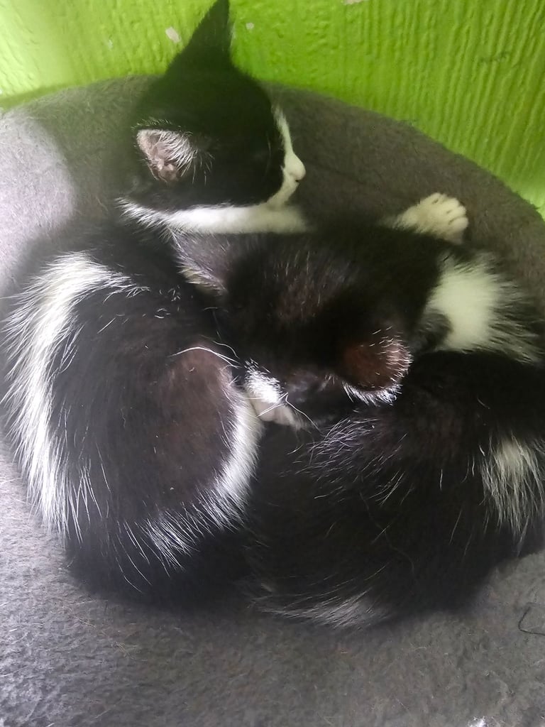 Kittens for sale
