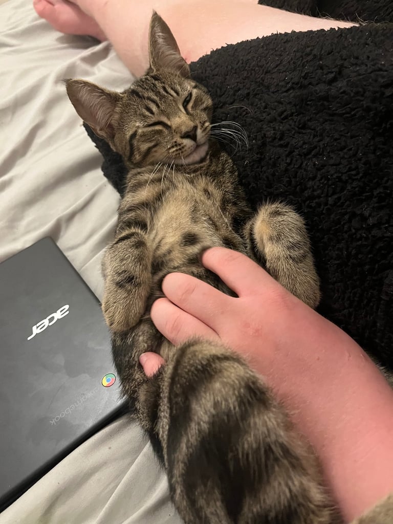 Cuddly tabby male - Theodore 