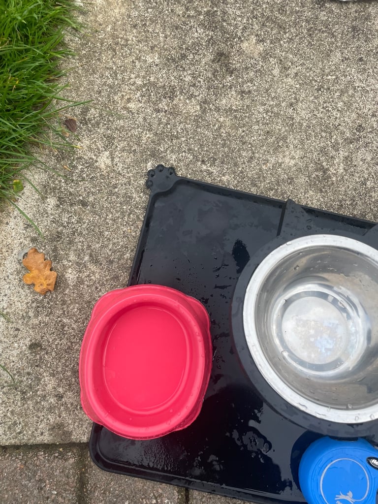 big batch of cat supplies 