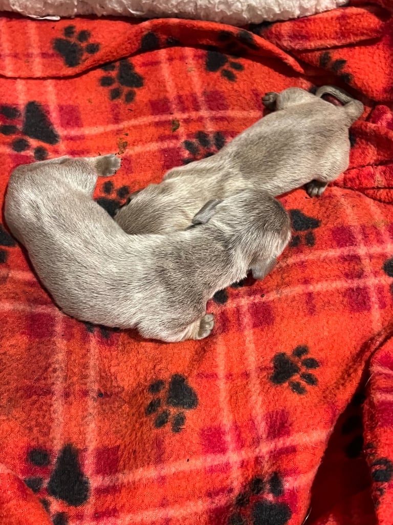 Dachshund miniature puppies 