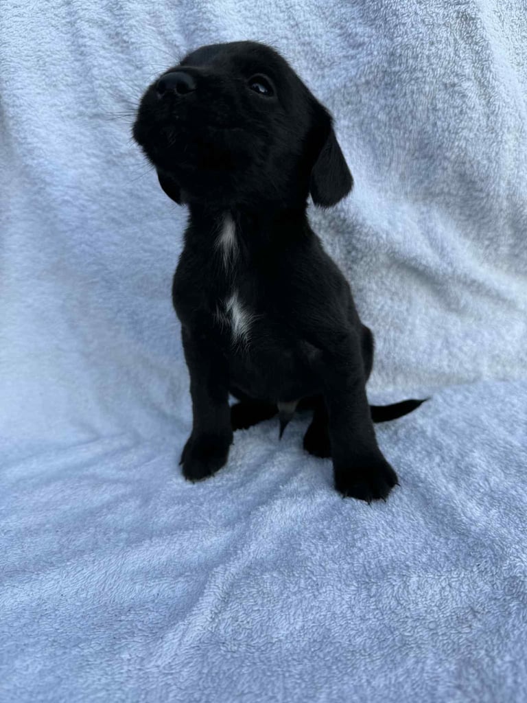 Cocker x Labrador puppies