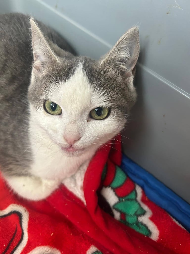 image for Rescue kittens 