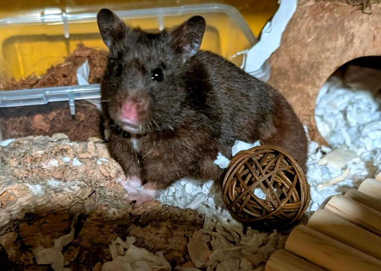 UPDATED 20/10/25 - Female Syrian for Adoption 