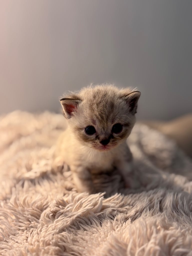 ONLY 2 LEFT! 🐾✨ Adorable Persian × Bengal Kittens Looking for Loving Homes! ✨🐾