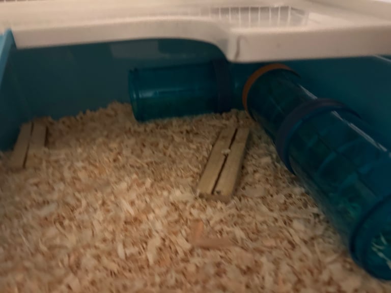 Russian Dwarf Hamster 🐹 4m + Cage & accessories 
