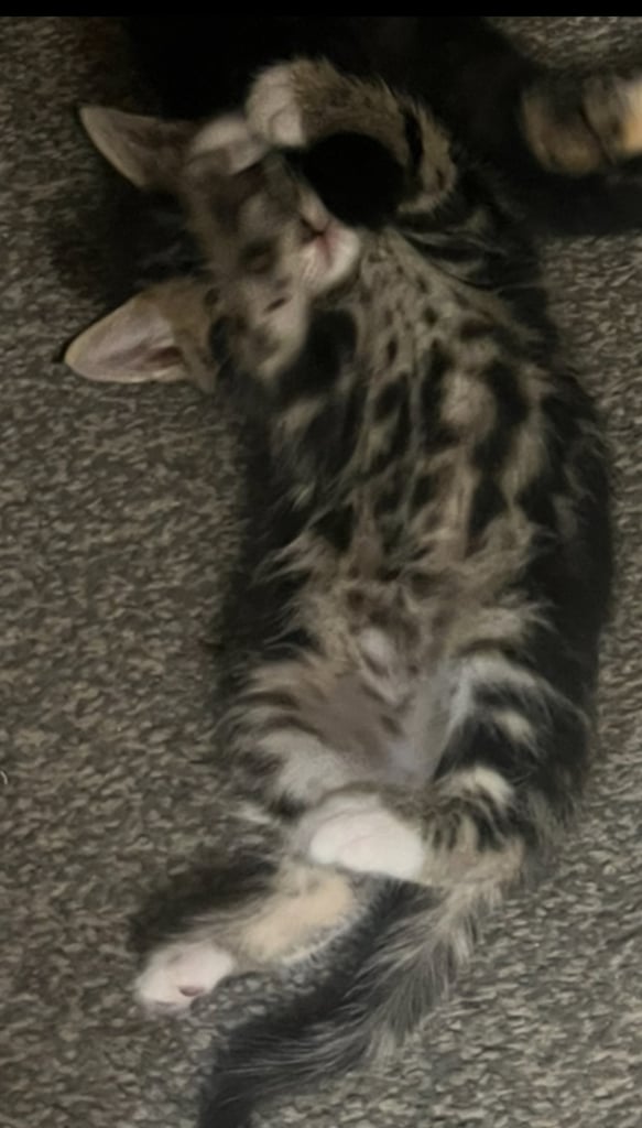 🐾 Gorgeous Male Kittens Looking for Loving Homes 🐾