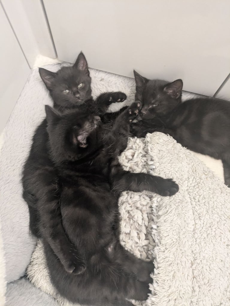 5 black kittens for sale xx