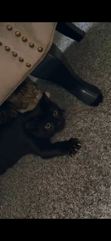 2 brother cats for sale