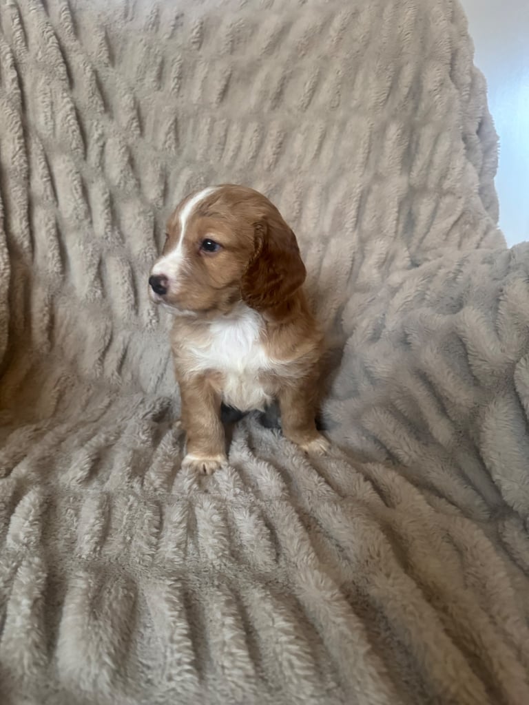 Cocker spaniel puppy’s 