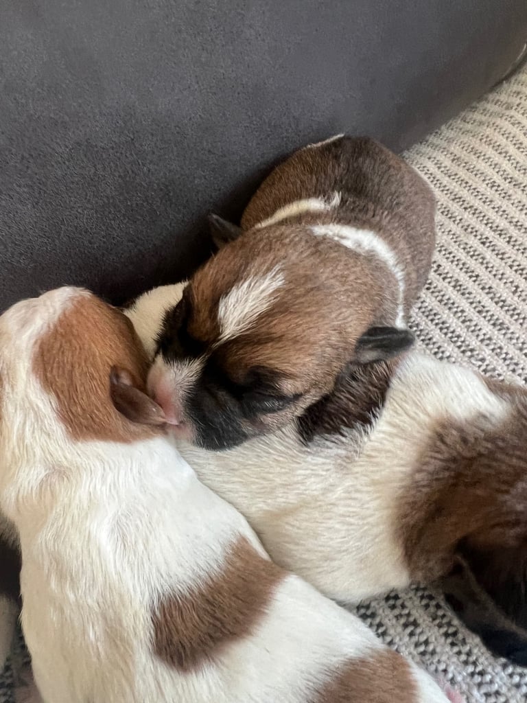 Jack Russell puppies