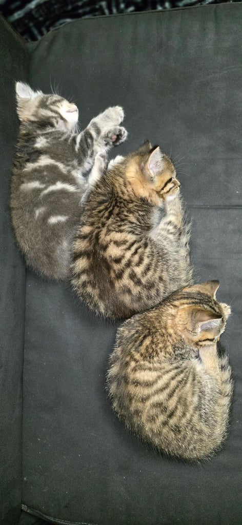 Kittens