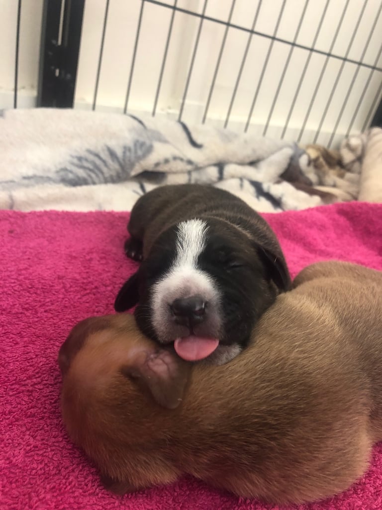 Staffordshire Bull Terrier x puppies for sale