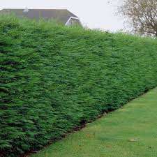 Leylandii hedging plants (Cupressocyparis Leylandii) 2L pot 70cm + tall 