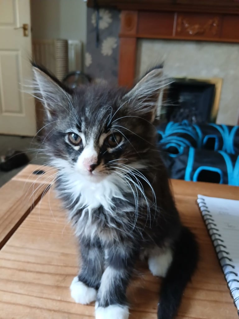Maine Coon kittens for sale