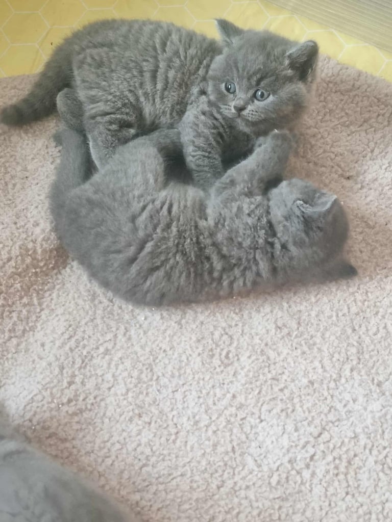 Beautiful British Shorthair kittens 