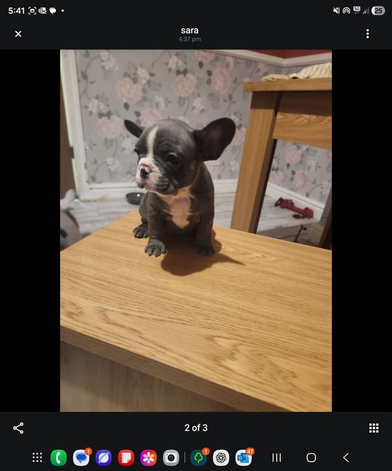 French Bulldog Puppies