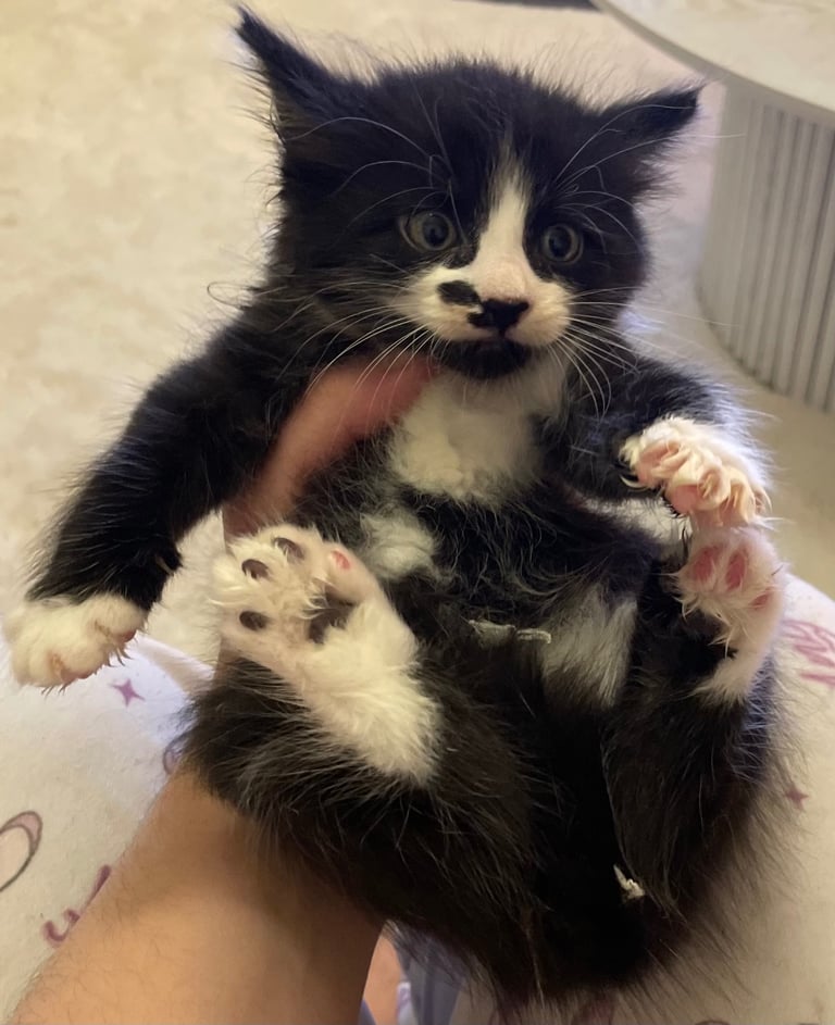 Turkish black and white angora kitten 
