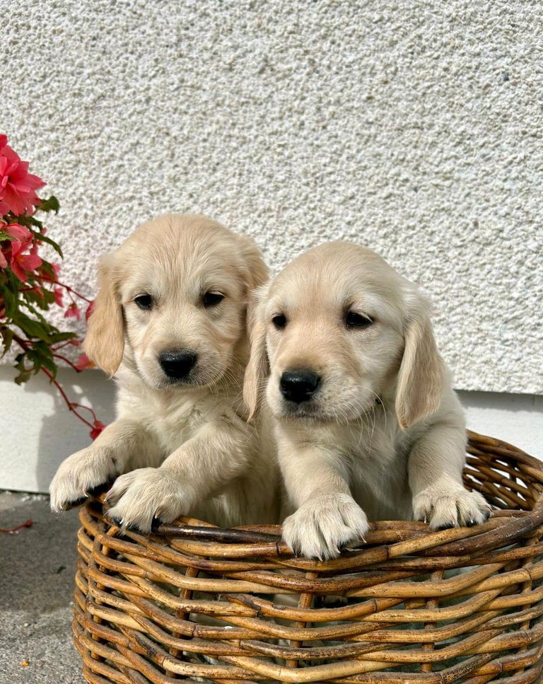 Gorgeous Cream KC Golden Retriever Puppies