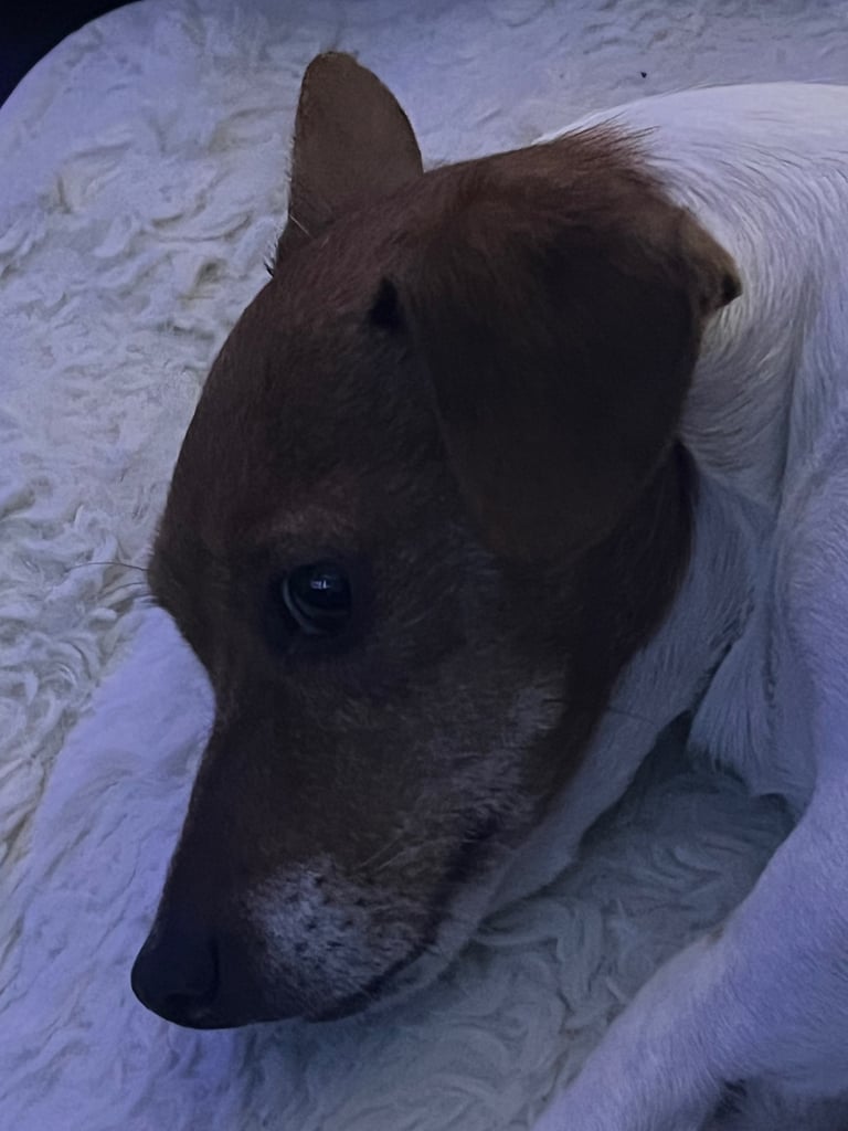 Re-homing two older dogs 