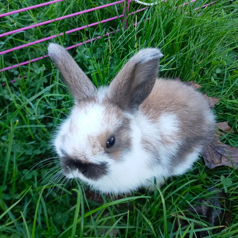 Dutch Lop Bunny