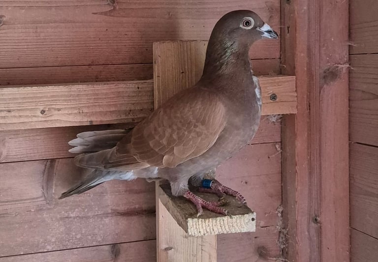 Racing pigeon 