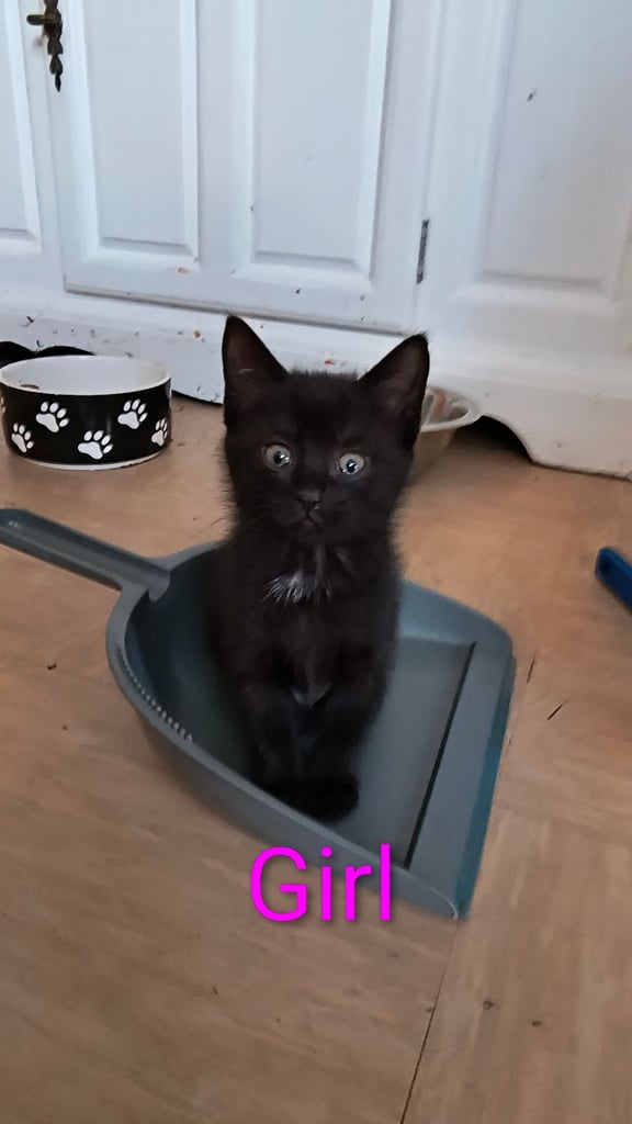 Catss kittens