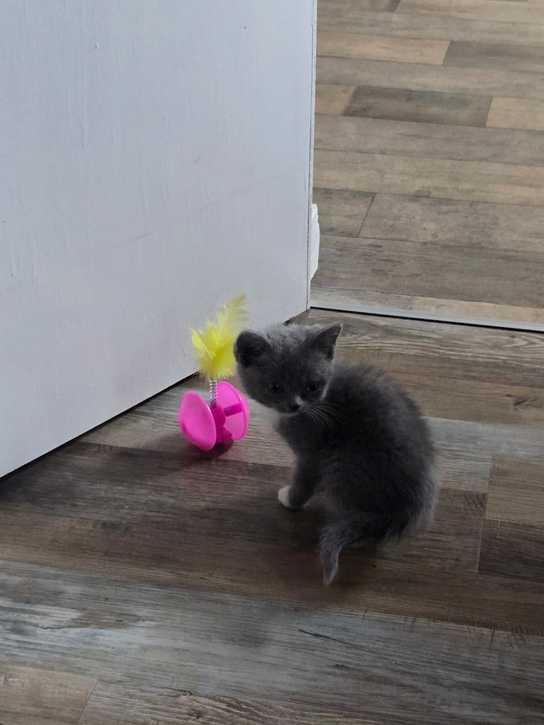 Female kitten british shorthair crossed ragdoll 