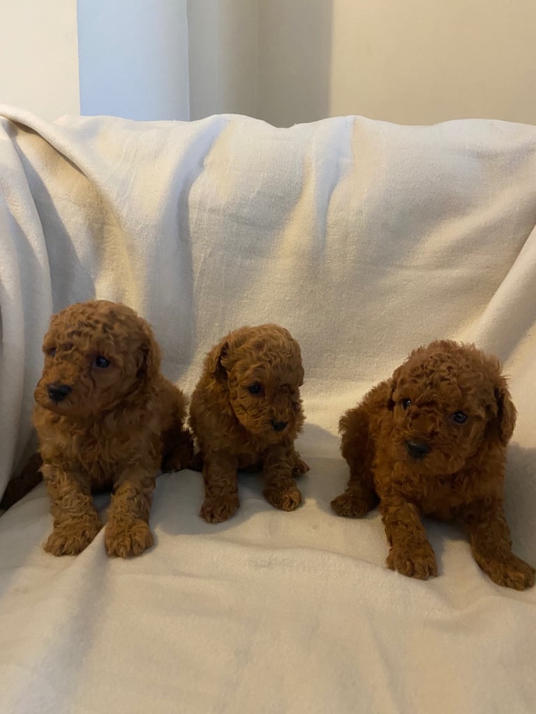 Red toy poodle puppies 