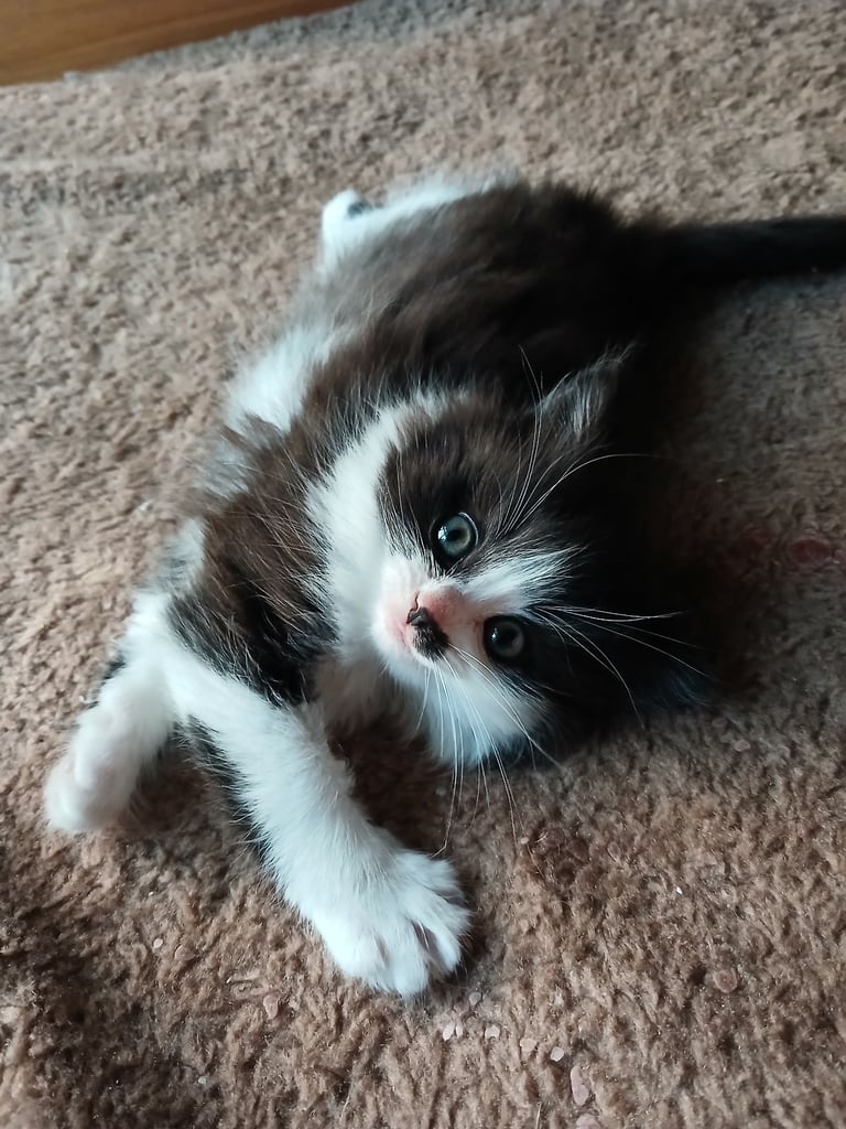 Famle kitten long hair