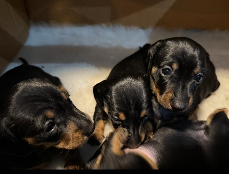 Miniature Dachshund Puppies   **Ready soon**