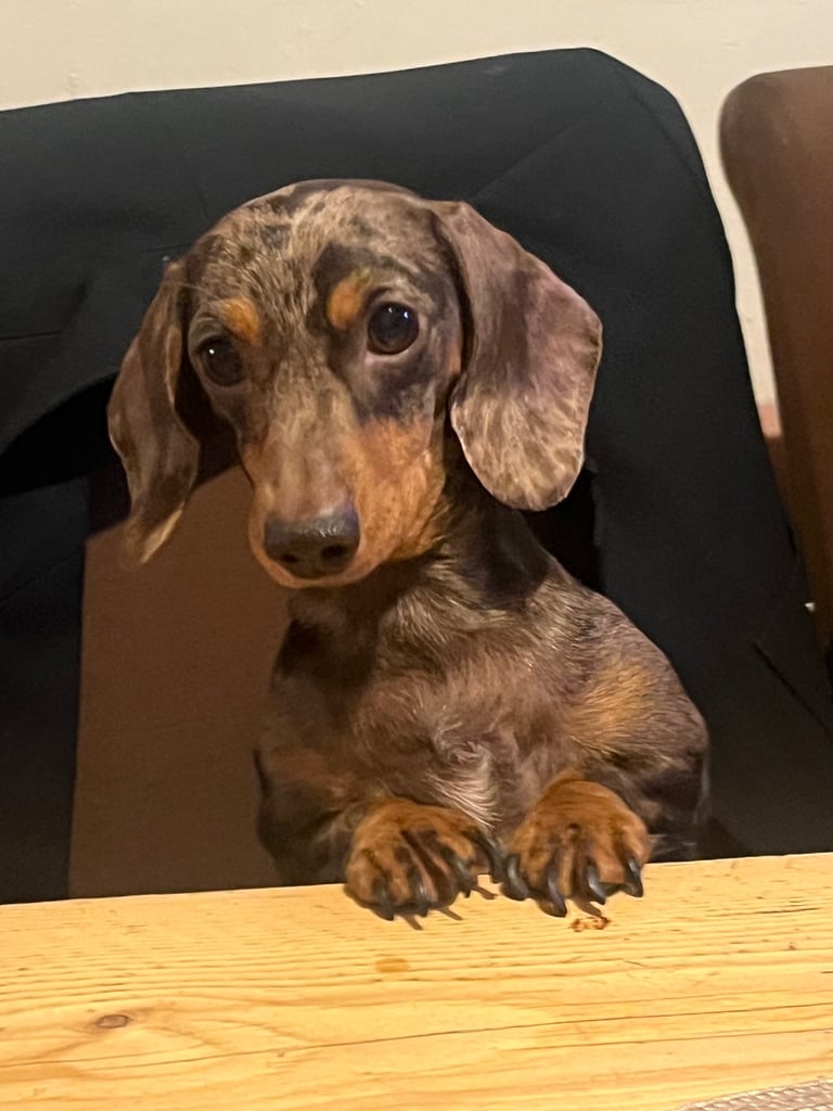 Four beautiful miniature dachshund